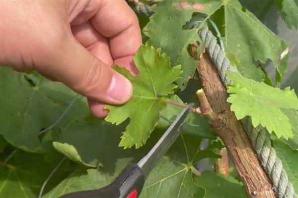 怎么修剪葡萄树,不同季节的修剪方法不同