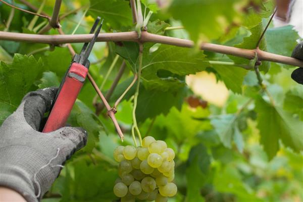 怎么修剪葡萄树,不同季节的修剪方法不同