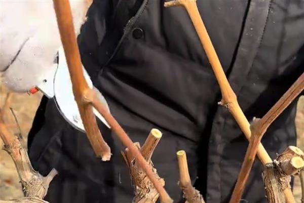 怎么修剪葡萄树,不同季节的修剪方法不同