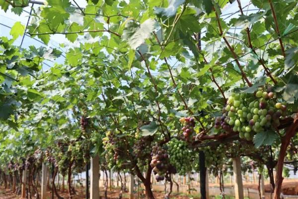 怎么修剪葡萄树,不同季节的修剪方法不同