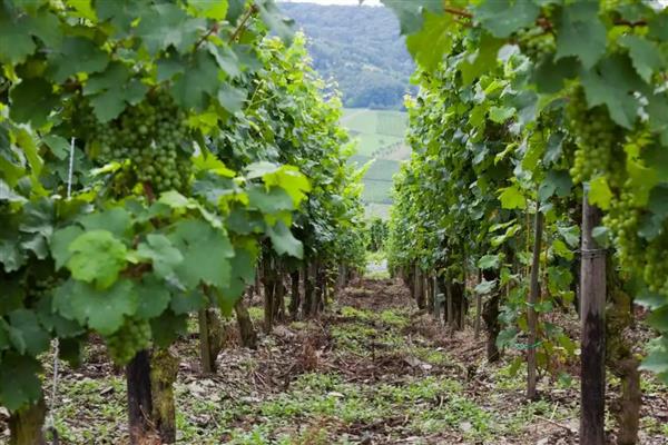 怎么修剪葡萄树,不同季节的修剪方法不同