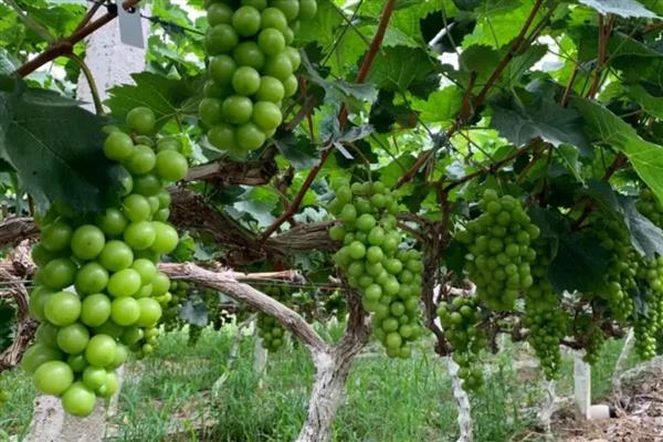 怎么修剪葡萄树,不同季节的修剪方法不同
