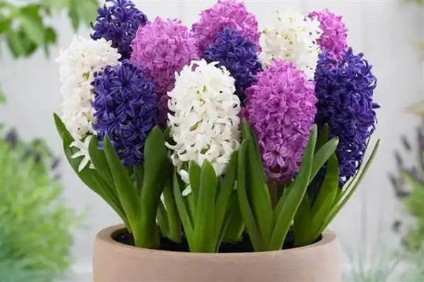 风信子长太高了怎么处理,需设立支架