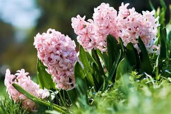 风信子长太高了怎么处理,需设立支架