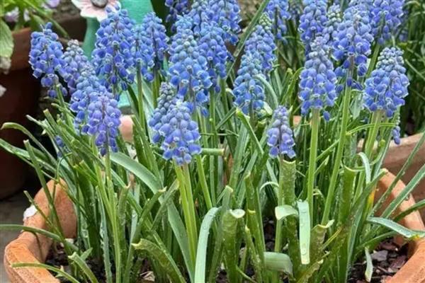 风信子长太高了怎么处理,需设立支架