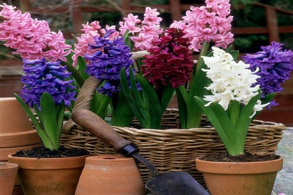 风信子长太高了怎么处理,需设立支架