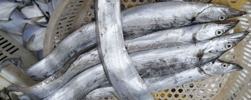 带鱼可以养殖吗,带鱼能养殖