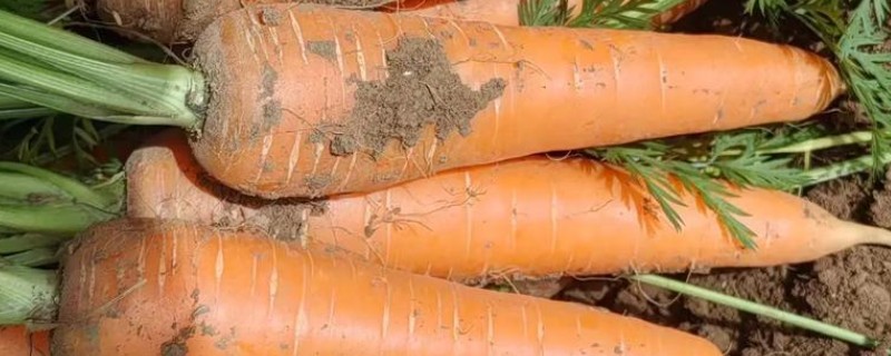 十月份可以种胡萝卜吗,十月份可以种