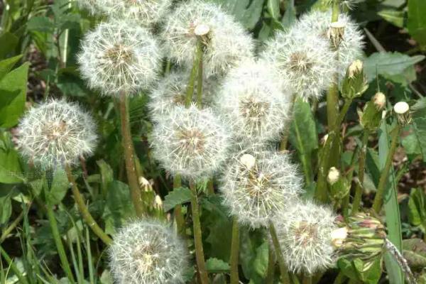 蒲公英的病害防治方法,不同病害的防治方法不同