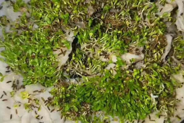 蒲公英的病害防治方法,不同病害的防治方法不同