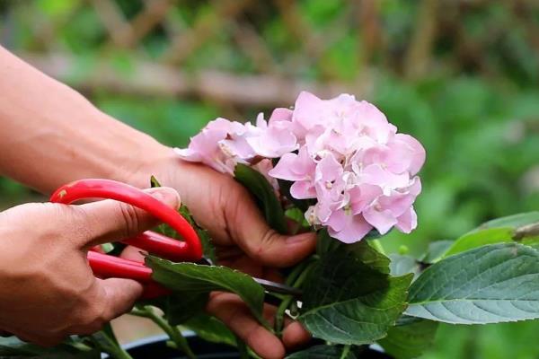 绣球花败后的修剪方式，从花球下方第二对饱满叶片上方1cm处剪断