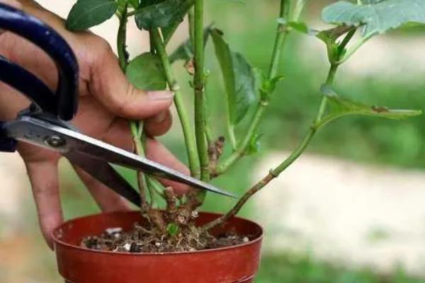 绣球花败后的修剪方式，从花球下方第二对饱满叶片上方1cm处剪断