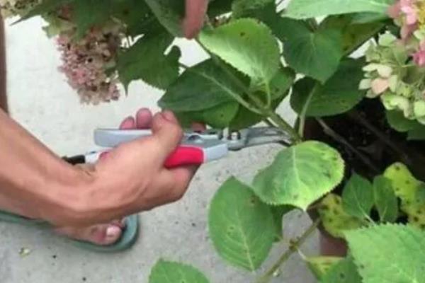 绣球花败后的修剪方式，从花球下方第二对饱满叶片上方1cm处剪断