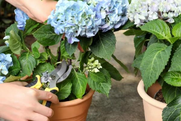 绣球花败后的修剪方式，从花球下方第二对饱满叶片上方1cm处剪断