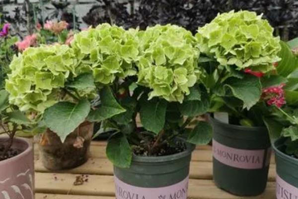 绣球花败后的修剪方式，从花球下方第二对饱满叶片上方1cm处剪断