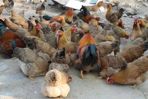 固始鸡简介，是肉蛋兼用型地方优良鸡种