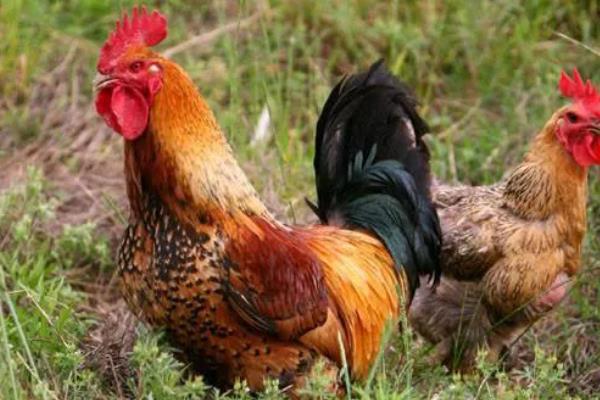 固始鸡简介，是肉蛋兼用型地方优良鸡种