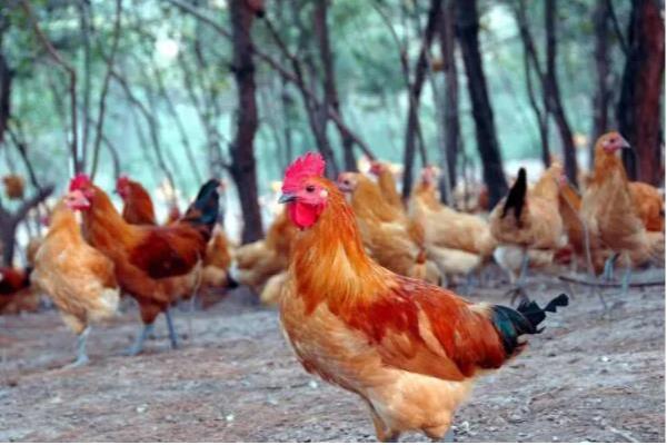 固始鸡简介，是肉蛋兼用型地方优良鸡种