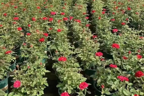 月季花怎样过冬，需增加光照、修剪枝叶等