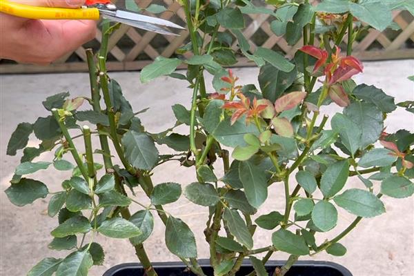 月季花怎样过冬，需增加光照、修剪枝叶等