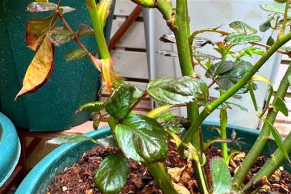 月季花怎样过冬，需增加光照、修剪枝叶等