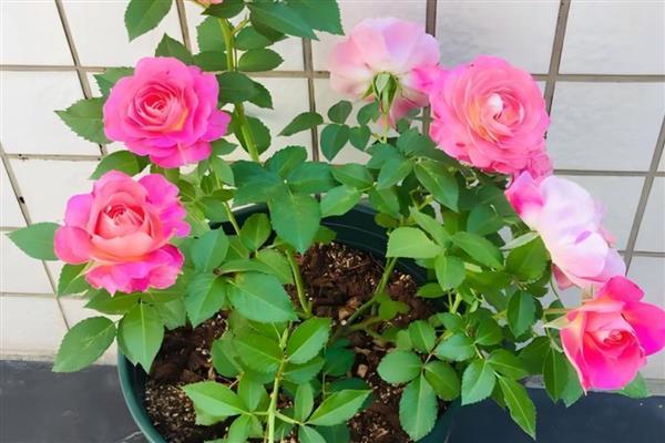 月季花怎样过冬，需增加光照、修剪枝叶等