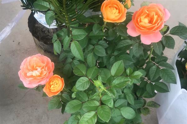 月季花怎样过冬，需增加光照、修剪枝叶等