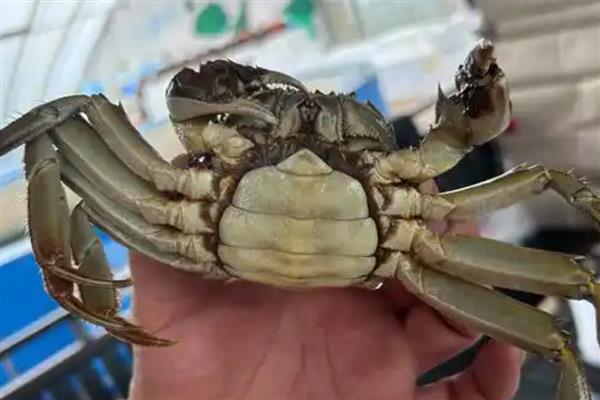 螃蟹死了多长时间就不能吃了，要根据保存的环境而定