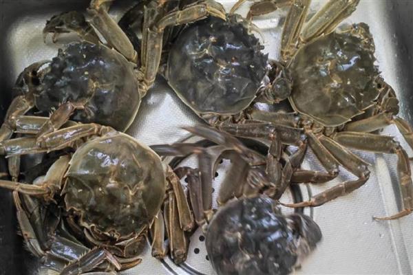 螃蟹死了多长时间就不能吃了，要根据保存的环境而定