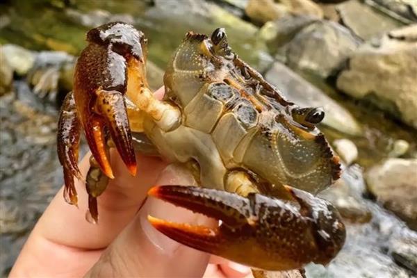 螃蟹死了多长时间就不能吃了，要根据保存的环境而定