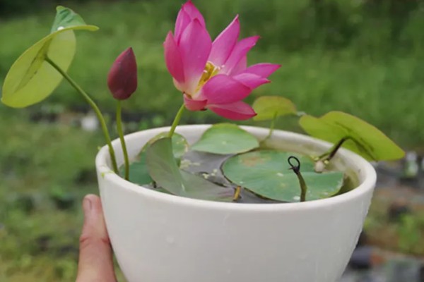 水培荷花没有土可以吗,不宜没有土