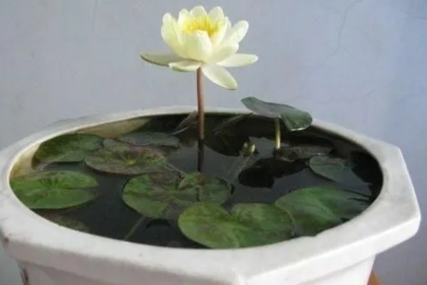 水培荷花没有土可以吗,不宜没有土