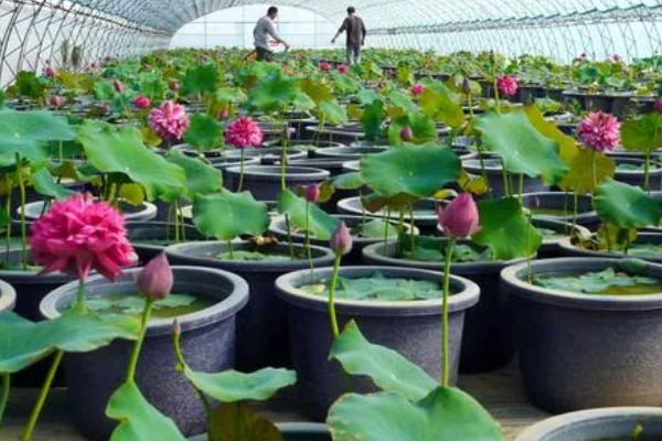 水培荷花没有土可以吗,不宜没有土