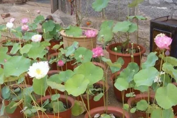 水培荷花没有土可以吗,不宜没有土