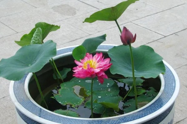 水培荷花没有土可以吗,不宜没有土