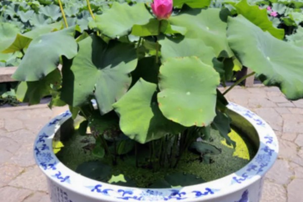 水培荷花没有土可以吗,不宜没有土