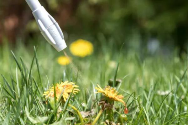 蒲公英的病害防治方法,不同病害的防治方法不同