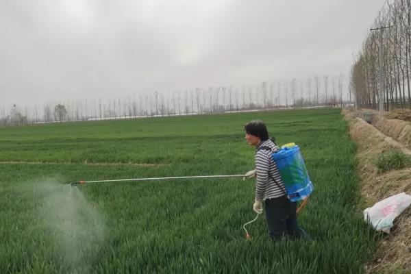 蒲公英的病害防治方法,不同病害的防治方法不同