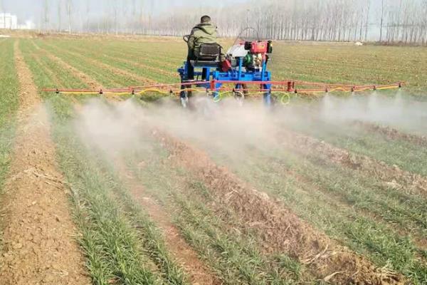 蒲公英的病害防治方法,不同病害的防治方法不同