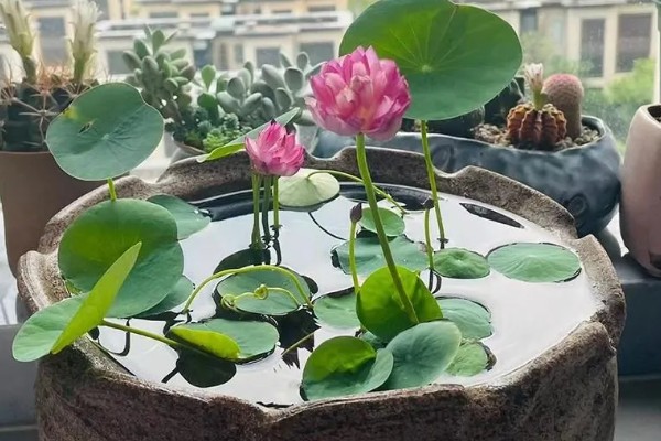 水培荷花没有土可以吗,不宜没有土