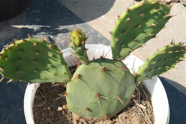 有哪些耐旱又好成活的植物，常见的有仙人掌、虎刺梅等