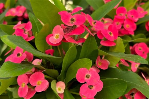 有哪些耐旱又好成活的植物，常见的有仙人掌、虎刺梅等