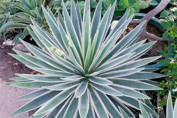 有哪些耐旱又好成活的植物，常见的有仙人掌、虎刺梅等