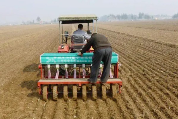 小麦种的浅露外面了怎么办,可进行镇压