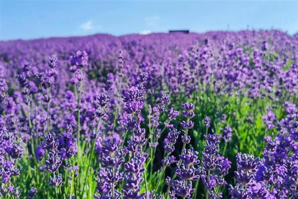 有哪些耐旱又好成活的植物，常见的有仙人掌、虎刺梅等