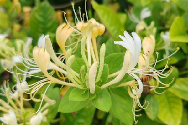 有哪些耐旱又好成活的植物，常见的有仙人掌、虎刺梅等