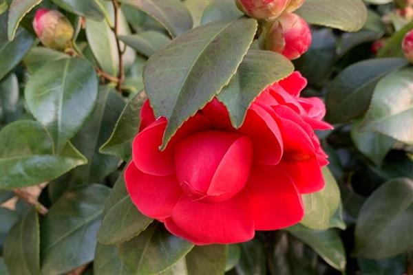 有哪些耐旱又好成活的植物，常见的有仙人掌、虎刺梅等