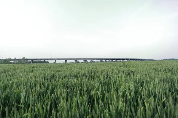 小麦种的浅露外面了怎么办,可进行镇压