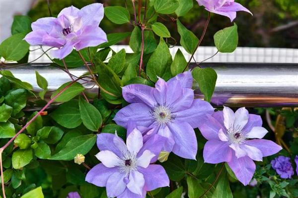 有哪些耐旱又好成活的植物，常见的有仙人掌、虎刺梅等