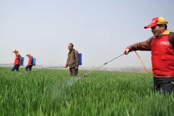 小麦种的浅露外面了怎么办,可进行镇压